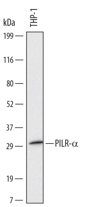 Detection of Human PILR-a antibody by Western Blot.