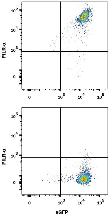 Detection of PILR-alpha R antibody in HEK293 Human Cell Line Transfected with Human PILR-alpha and eGFP antibody by Flow Cytometry