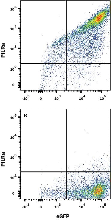 Detection of PILR-alpha R antibody in HEK293 Human Cell Line Transfected with Human PILR-alpha and eGFP antibody by Flow Cytometry