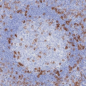 PILR-a antibody in Human Tonsil by Immunohistochemistry (IHC-P).