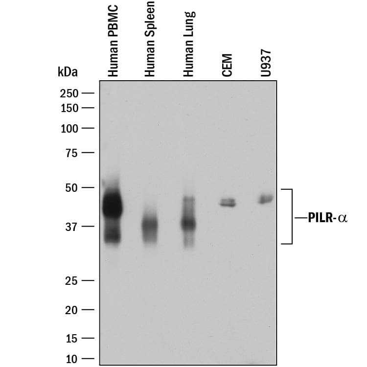 Detection of Human PILR-a antibody by Western Blot.