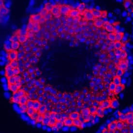 PIWIL1/HIWI antibody in Mouse Testes by Immunohistochemistry (IHC-Fr).