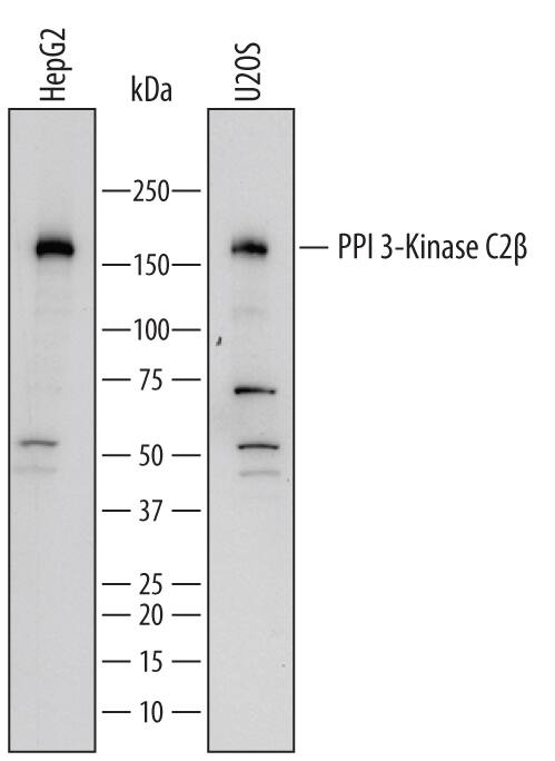 Detection of Human PI 3-Kinase C2 beta antibody by Western Blot.