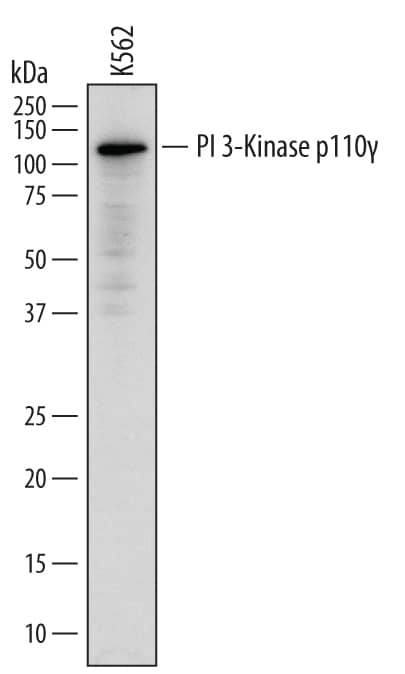 Detection of Human PI 3‑Kinase p110 gamma by Western Blot. Detection of Human PI 3-Kinase p110? antibody by Western Blot.