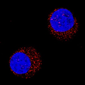 PI 3-Kinase p85 beta antibody in K562 Human Cell Line by Immunocytochemistry (ICC).