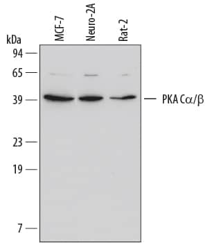 Detection of Human/Mouse/Rat PKA Ca/ beta antibody by Western Blot.