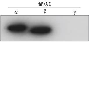 Detection of Human PKA Ca/ beta antibody by Western Blot.