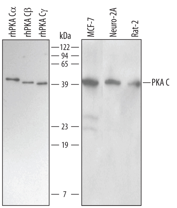 Detection of Human/Mouse/Rat PKA C antibody by Western Blot.