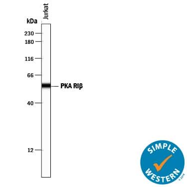 Detection of Human PKA RI beta antibody by Simple WesternTM.