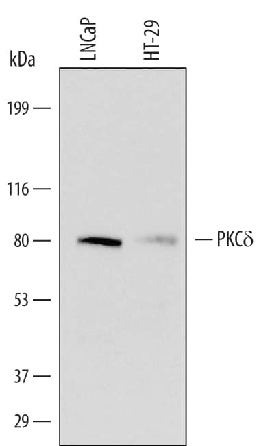 Detection of Human PKCd antibody by Western Blot.