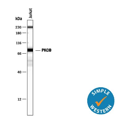 Detection of Human PKC? antibody by Simple WesternTM.