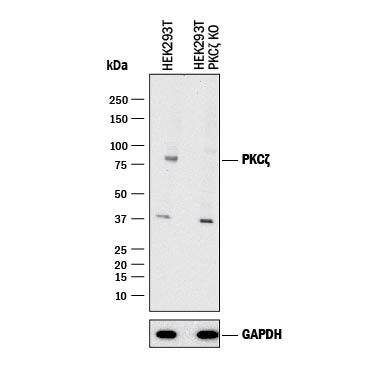 Western Blot Shows Human PKC? Antibody Specificity by Using Knockout Cell Line.