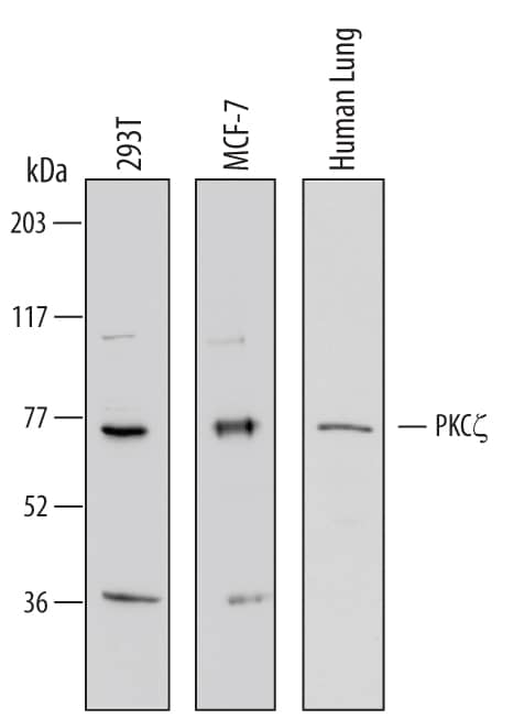 Detection of Human PKC? antibody by Western Blot.