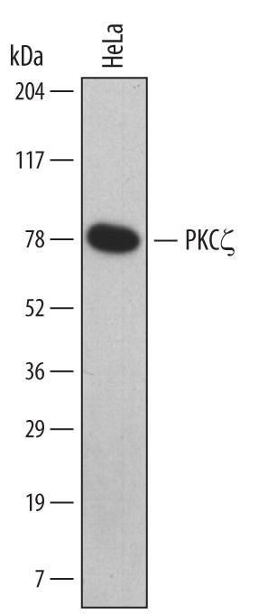 Detection of Human PKC? antibody by Western Blot.