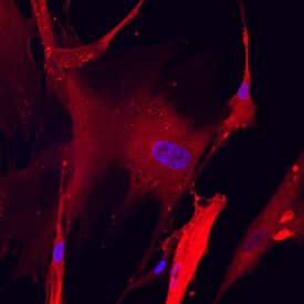 PKM2 antibody in Wi-38 Human Cell Line by Immunocytochemistry (ICC).