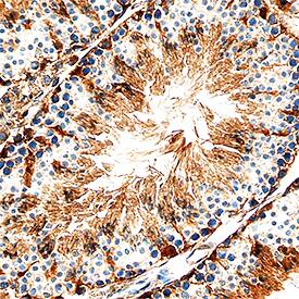 PKM2 antibody in Mouse Testis by Immunohistochemistry (IHC-Fr).