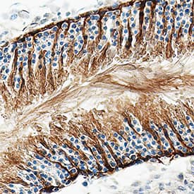 PKM2 antibody in Rat Testis by Immunohistochemistry (IHC-Fr).