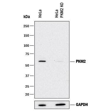 Western Blot Shows Human PKM2 Antibody Specificity by Using Knockout Cell Line.
