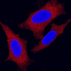 PKM2 antibody in HeLa Human Cell Line by Immunocytochemistry (ICC).