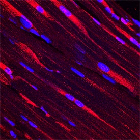 PKM2 antibody in Rat Skeletal Muscle by Immunohistochemistry (IHC-Fr).