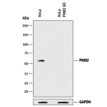 Western Blot Shows Human PKM2 Antibody Specificity by Using Knockout Cell Line.