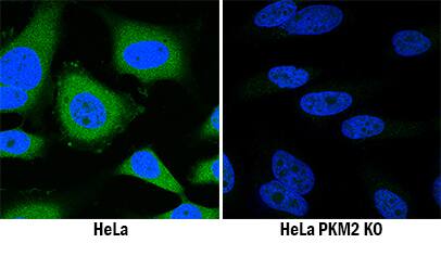 PKM2 Antibody Specificity is Shown by Immunocytochemistry antibody in Knockout Cell Line.