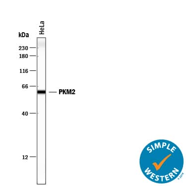 Detection of Human PKM2 antibody by Simple WesternTM.