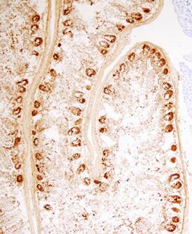 PLA2G2A antibody in Mouse Intestine by Immunohistochemistry (IHC-P) by Immunohistochemistry (IHC-Fr).