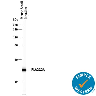 Detection of Mouse PLA2G2A antibody by Simple WesternTM.
