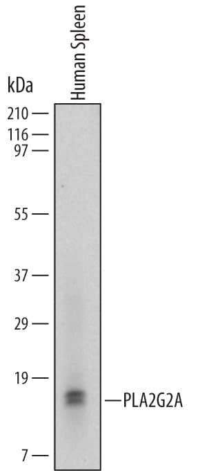 Detection of Human PLA2G2A antibody by Western Blot.