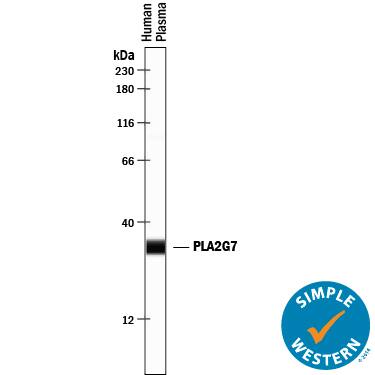Detection of Human PLA2G7/PAF-AH/Lp-PLA2 antibody by Simple WesternTM.