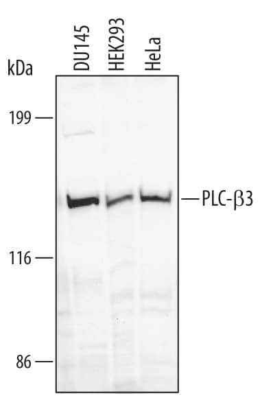 Detection of Human PLC-beta 3 antibody by Western Blot.