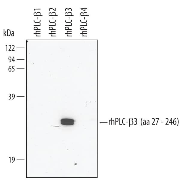 Detection of Human PLC-beta 3 antibody by Western Blot.