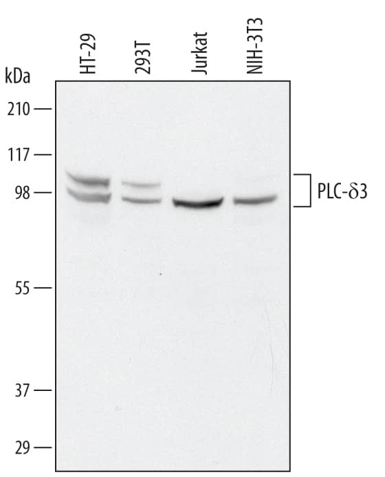 Detection of Human and Mouse PLC-d3 antibody by Western Blot.