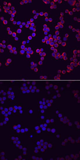 Phospho-PLC-?2 (Y759) antibody in Ramos Human Cell Line by Immunocytochemistry (ICC).