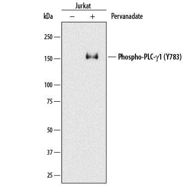 Detection of Human Phospho-PLC-?1 (Y783) antibody by Western Blot.