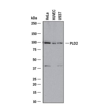 Detection of Human PLD2 antibody by Western Blot.