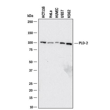 Detection of Human PLD2 antibody by Western Blot.