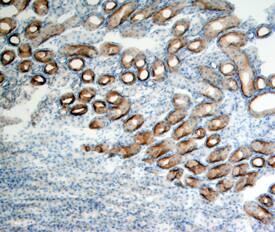 PLET-1 antibody in Mouse Kidney by Immunohistochemistry (IHC-Fr).