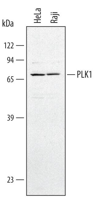 Detection of Human PLK1 antibody by Western Blot.