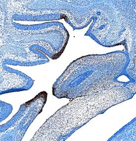 PLUNC antibody in Mouse Embryo by Immunohistochemistry (IHC-Fr).