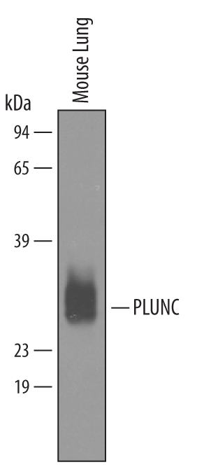 Detection of Mouse PLUNC antibody by Western Blot.