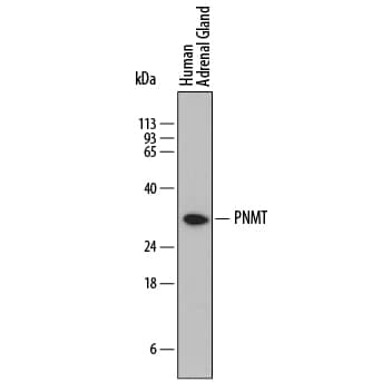 Detection of Human PNMT antibody by Western Blot.