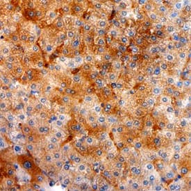 Purine Nucleoside Phosphorylase/PNP antibody in Human Liver by Immunohistochemistry (IHC-P).