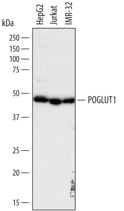 Detection of Human Protein O-Glucosyltransferase 1/POGLUT1 antibody by Western Blot.