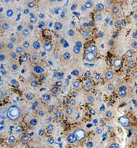 Protein O-Glucosyltransferase 1/POGLUT antibody in Human Liver by Immunohistochemistry (IHC-P).