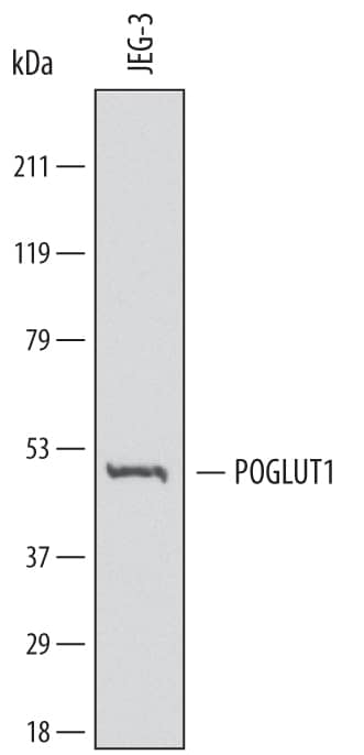 Detection of Human Protein O-Glucosyltransferase 1/POGLUT antibody by Western Blot.