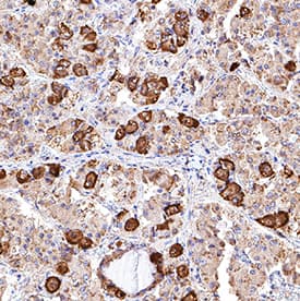 POMC antibody in Human Pituitary by Immunohistochemistry (IHC-P).