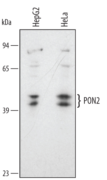 Detection of Human PON2 antibody by Western Blot.