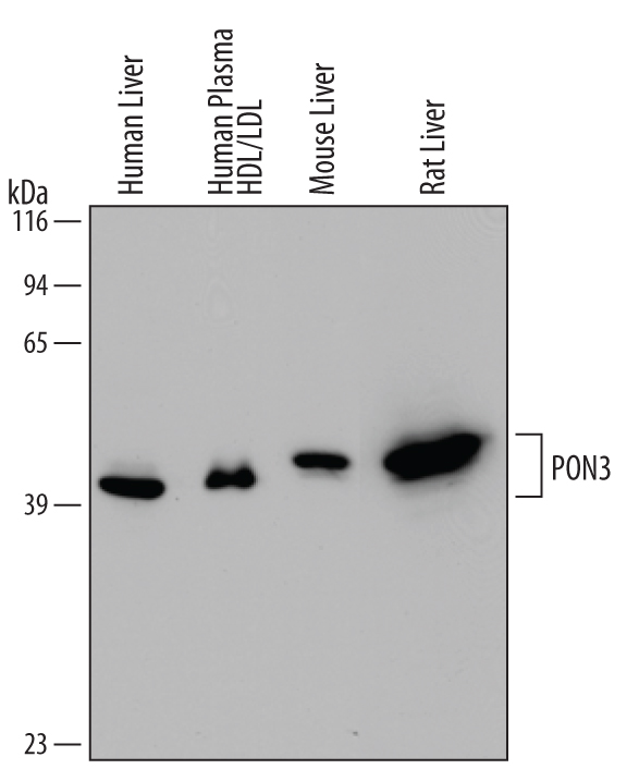 Detection of Human/Mouse/Rat PON3 antibody by Western Blot.